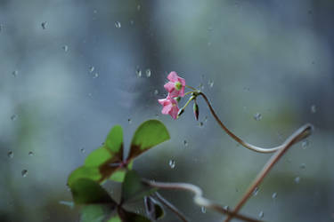 little pink flower by florina23