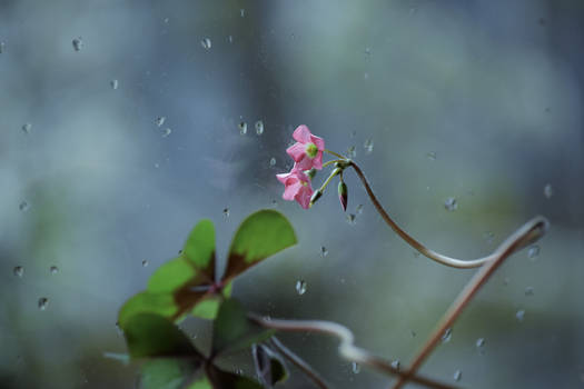 little pink flower