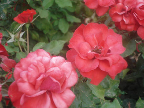 Marocain Flowers