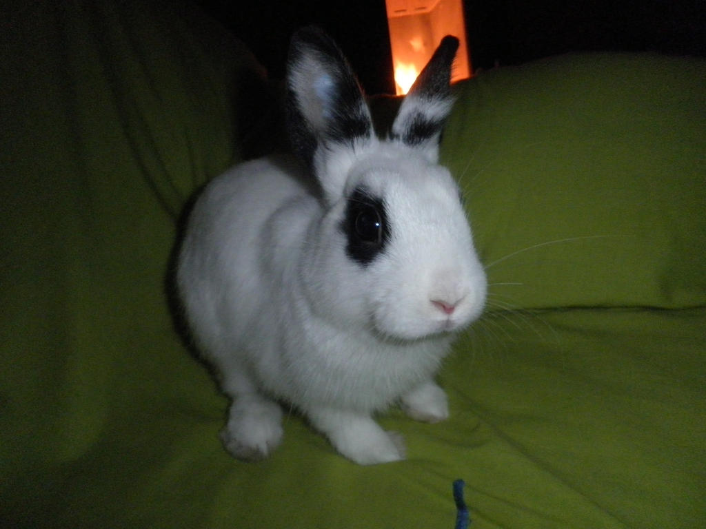 bebe rabbit by anadarksoul on DeviantArt