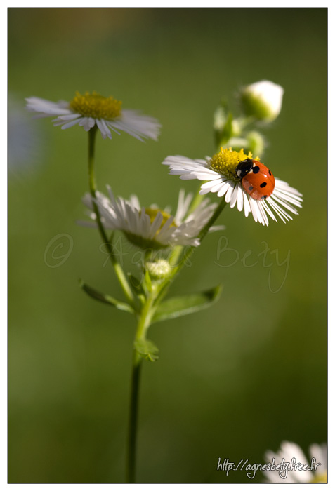 Coccinelle