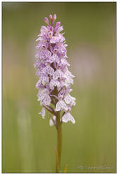 Wild orchid