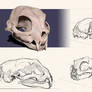 Cat Skull Study