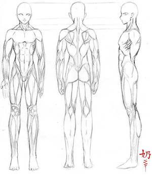 Study: Muscles M.