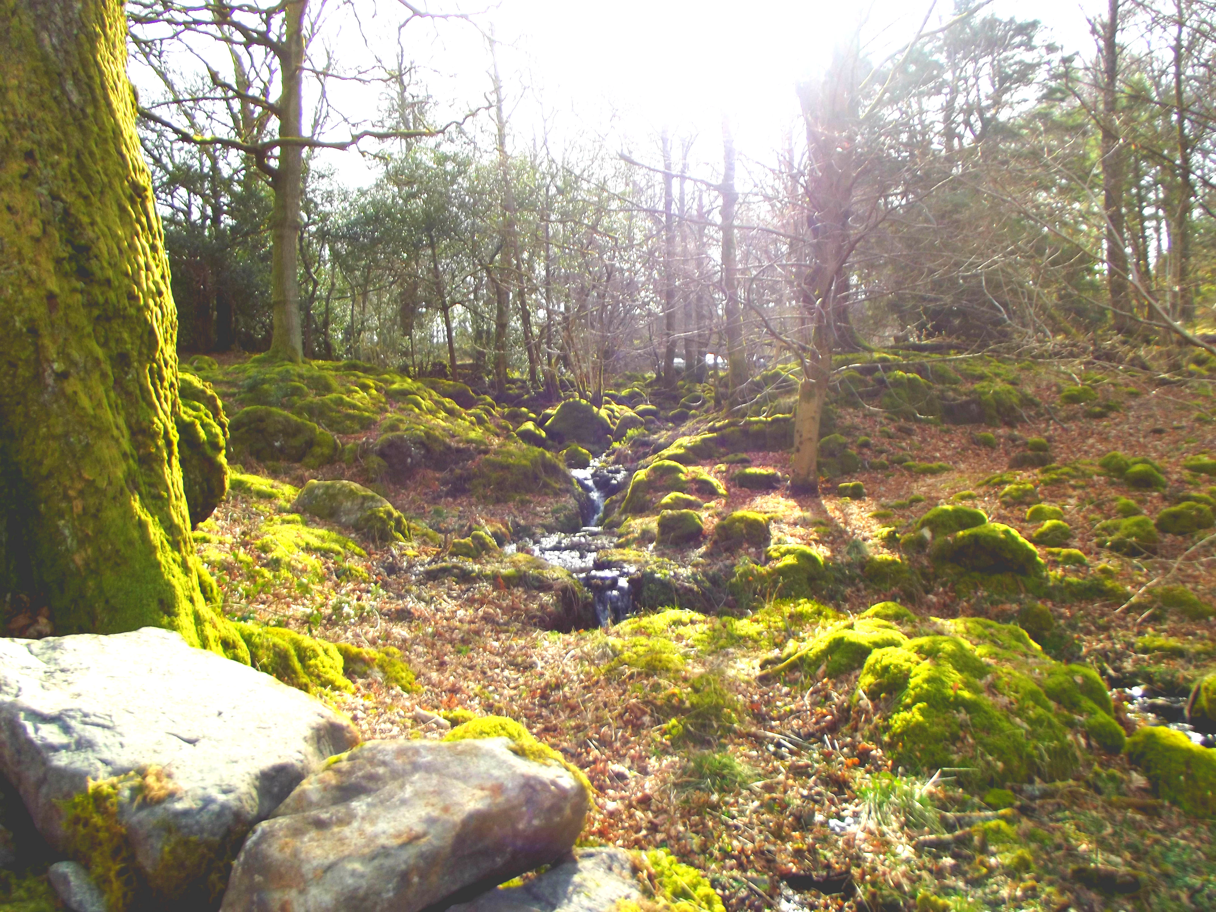 The Forest at Ashness Bridge