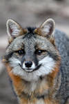 Grey Fox by Cometbt