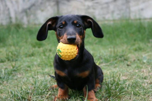 Sausage Dogs Have Small mouths