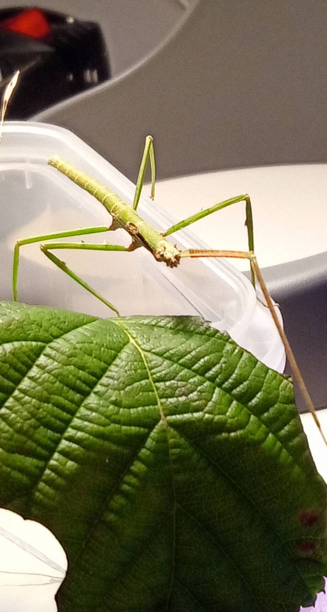 Stickinsect by r2Milkow on DeviantArt