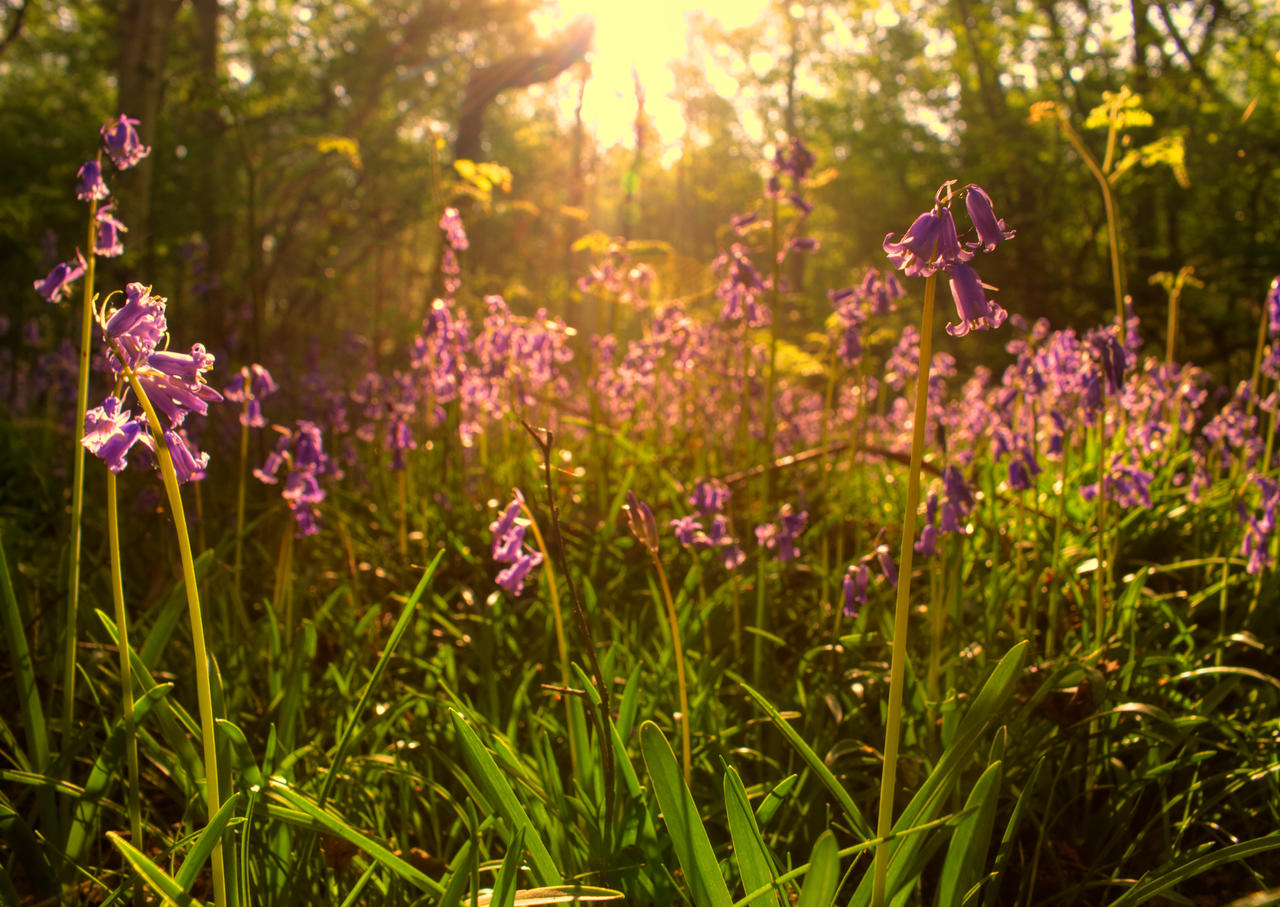 Bluebells - take 3