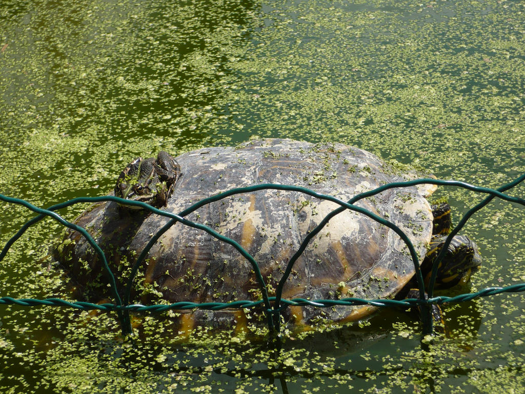 Turtle Frog Deviantart Frog and Turtle by AngellTear on DeviantArt