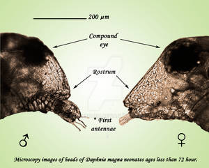 Heads of Daphnia juveniles