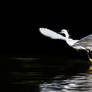 Early Am Takeoff at Ding Darling Nature Preserve