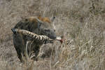 Hyena Caught a Zebra by dmpfoto