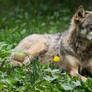 The Wolf and the dandelion