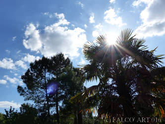 SunSky and Green vegetation