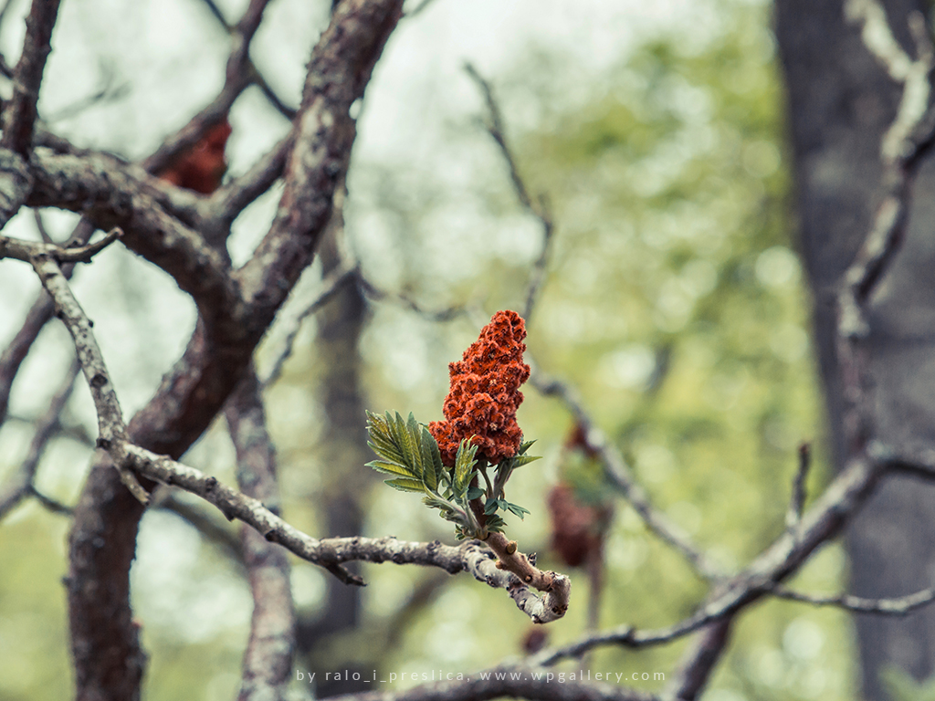 Rhus typhina