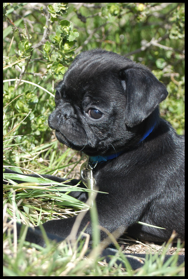 Pug Puppy