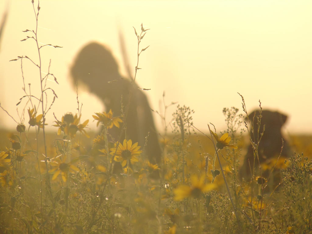 Silhouette In Sunflower Field With Dog