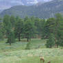 Rocky Mountain Elk