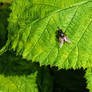 House Fly on leaf