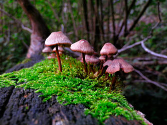 Mushrooms on moss.