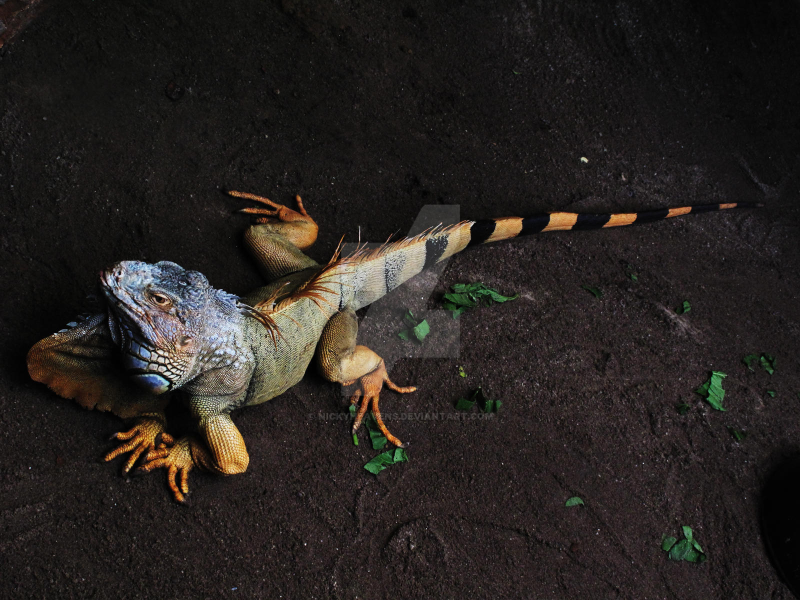 iguana lizard sunway lagoon 1