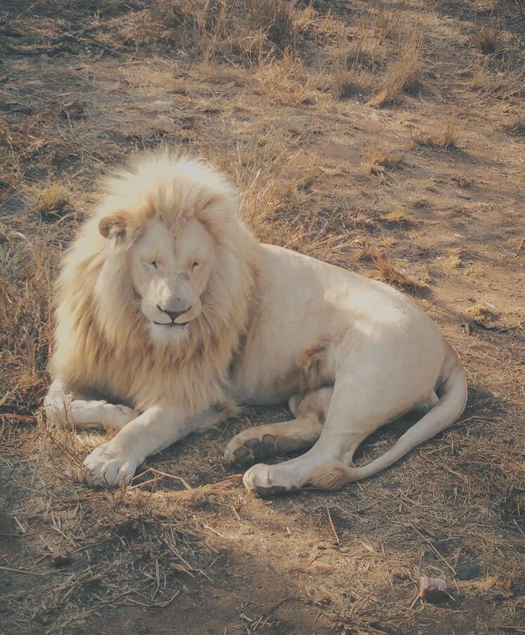 White King by DarkAlienTiger on DeviantArt