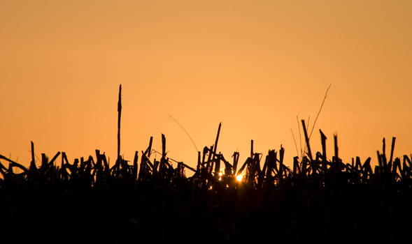 corn field sunset