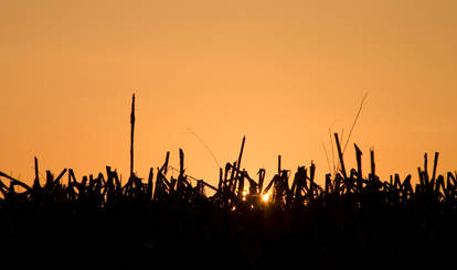 corn field sunset