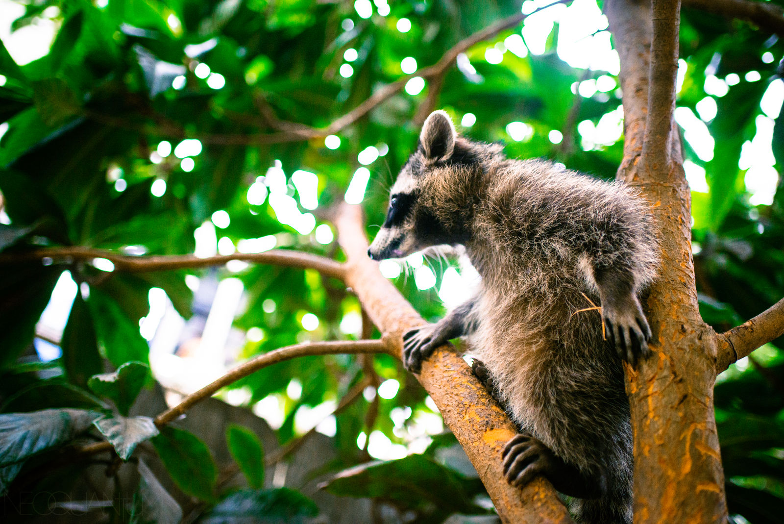 Raccoon Rambo by I-AM-K1NG on DeviantArt