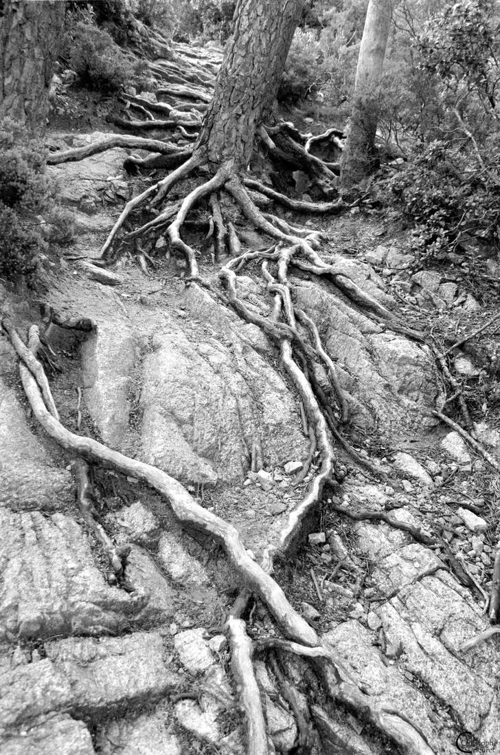 roots II by criscoeur on DeviantArt
