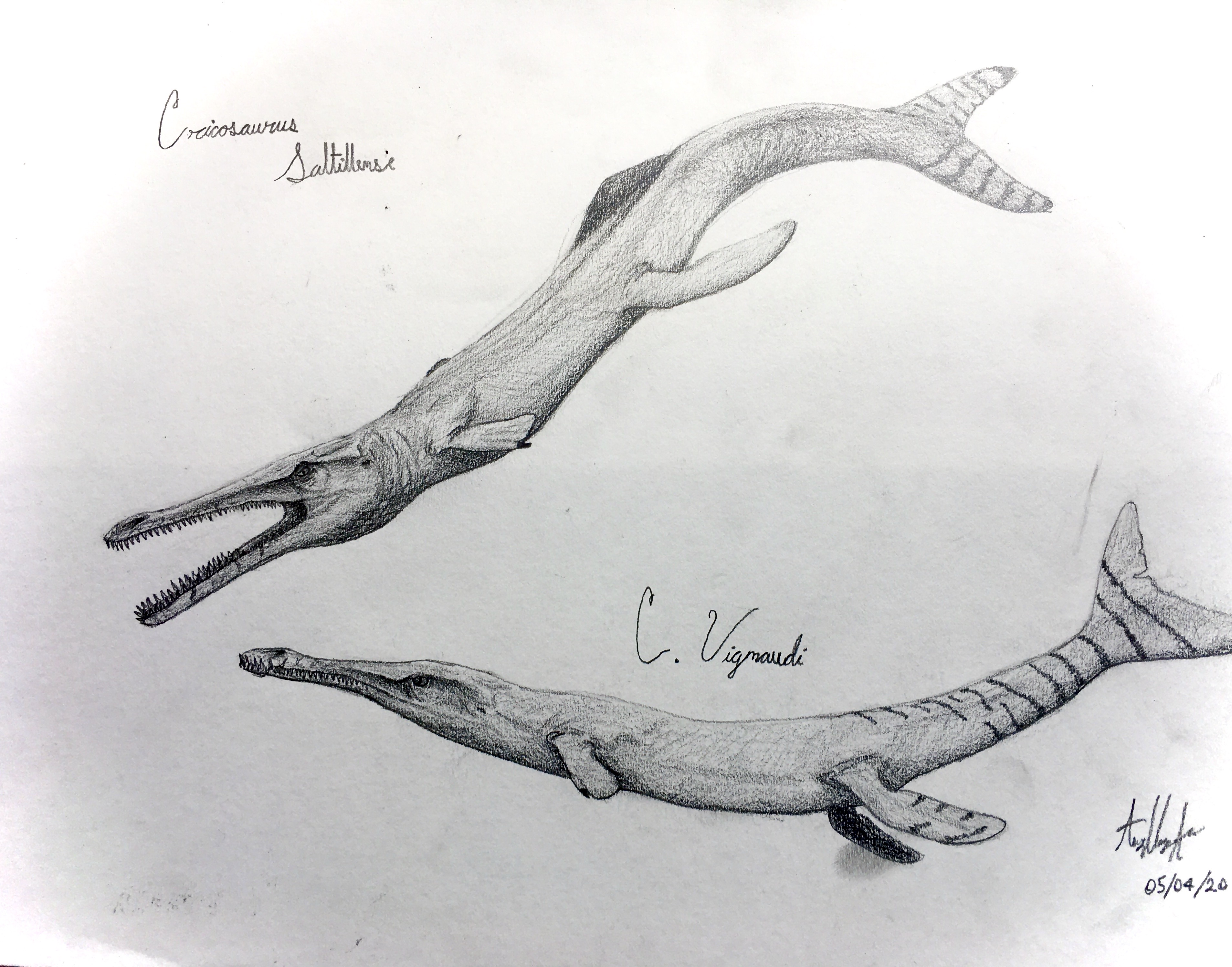 Cricosaurus by Mexicanpaleontology on DeviantArt