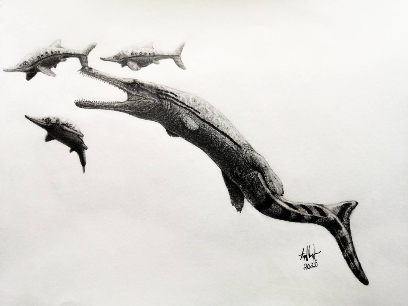 Cricosaurus saltillensis by Mexicanpaleontology on DeviantArt