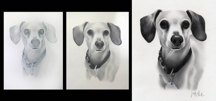 Dachshund Commissioned Drawing
