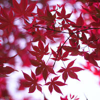 red leaves.