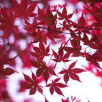 red leaves. by simoendli