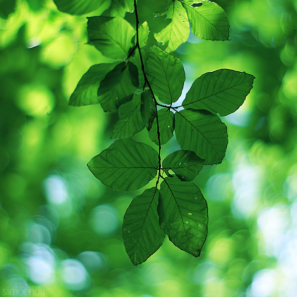 green leaves.