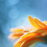 goldfish.