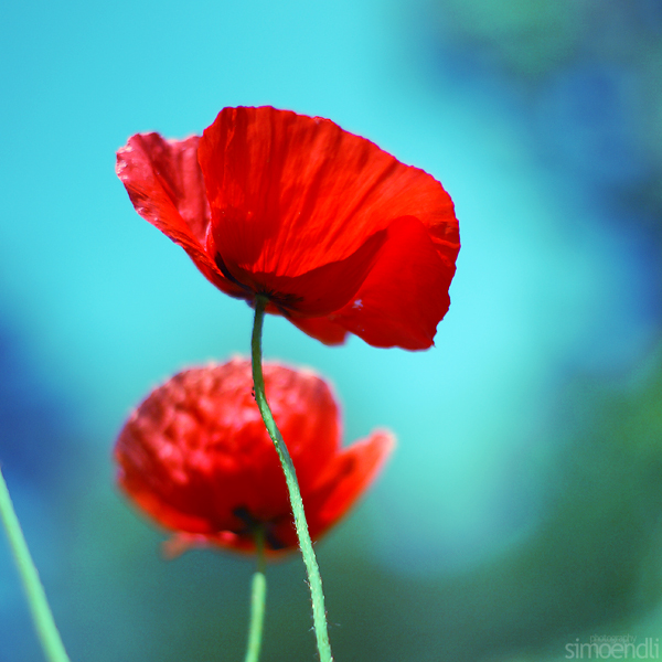 poppy.