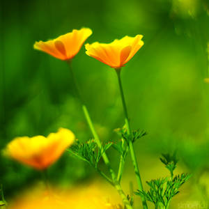 yellow poppy. by simoendli