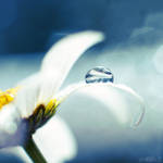 daisy blue.2 by simoendli