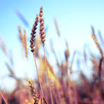 wheat square. by simoendli