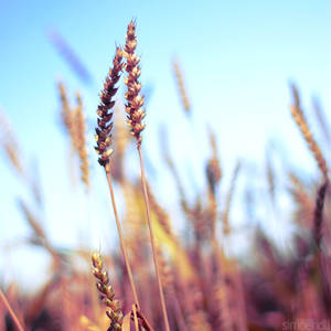 wheat square.