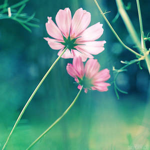 garden cosmos.