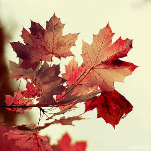 the magic of autumn. by simoendli the magic of autumn. by simoendli