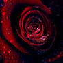 dark rose.