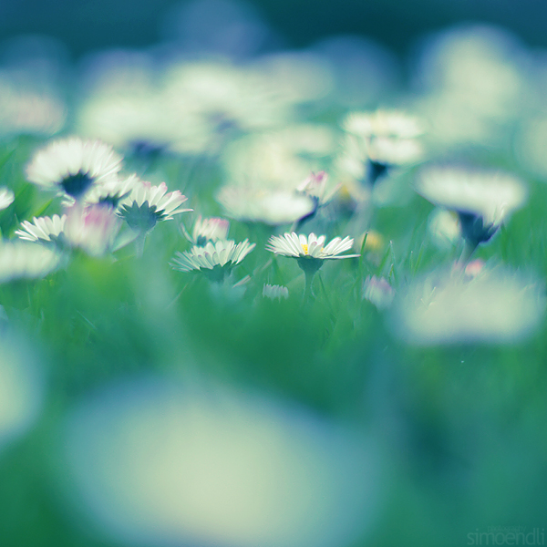 daisies.