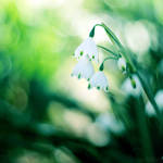 snowdrop. by simoendli