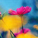 summer breeze. by simoendli