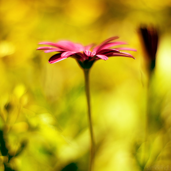 painted lady. by simoendli